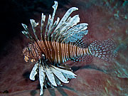 Picture 'Cub1_1_02490 Lionfish, Cuba'